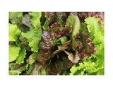 Fresh Spring Mix Salad 5 oz