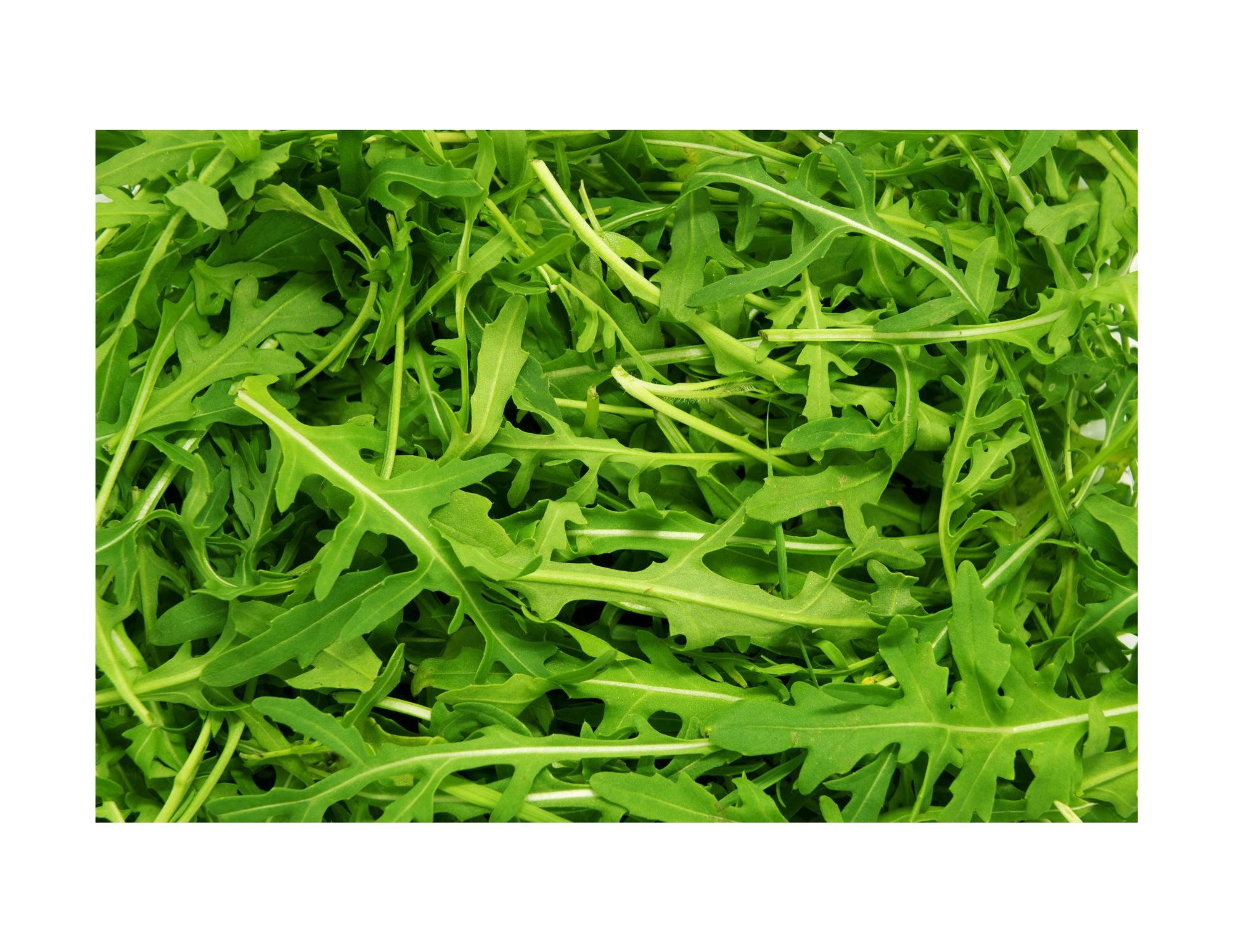 Fresh Arugula Salad 5 oz